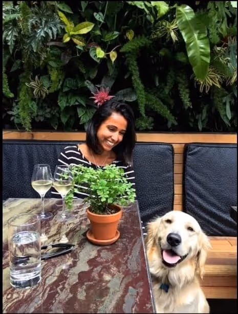 cachorro adestrado curitiba