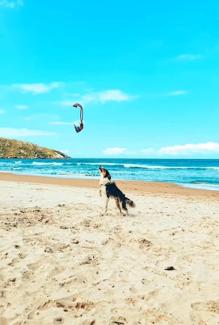 cachorro adestrado curitiba