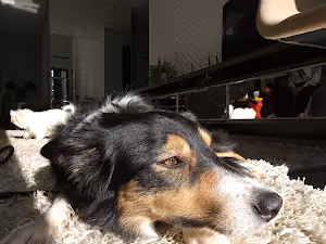 cachorro adestrado curitiba